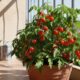 Tomate-cereja cresce rápido e pode dar frutos mesmo em pequenos espaços