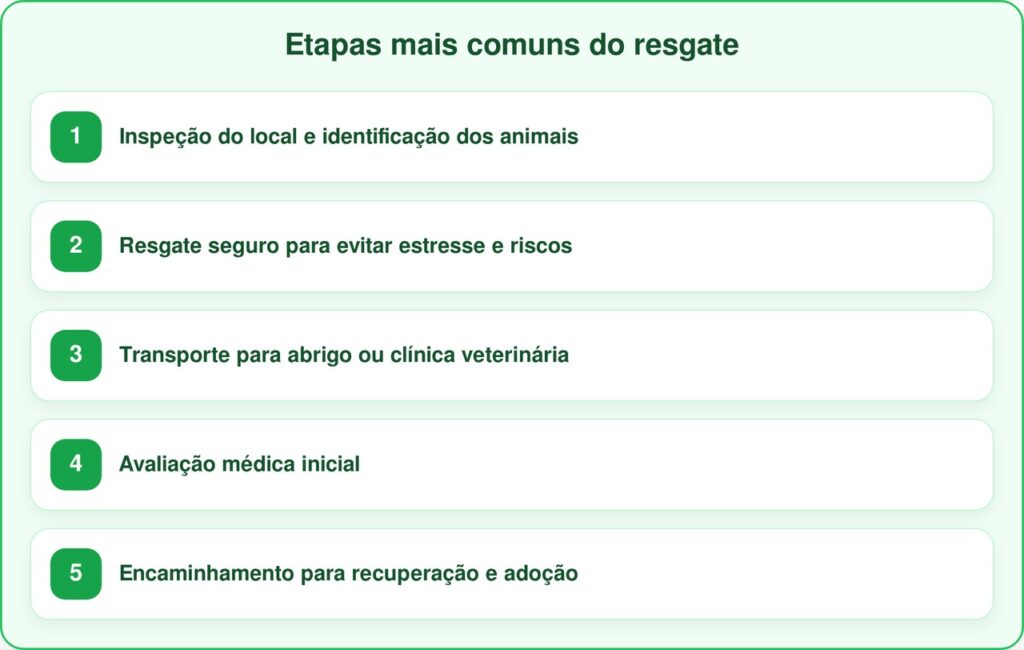 Equipes de resgate entram em casa abandonada e encontram vários filhotes observando