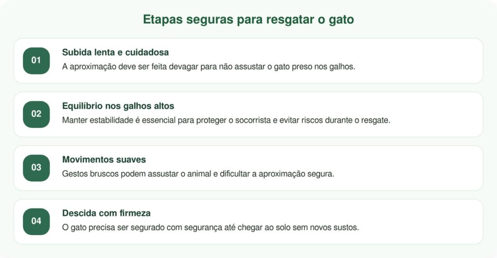 Homem escala árvore de 9 metros após polícia negar ajuda para gato