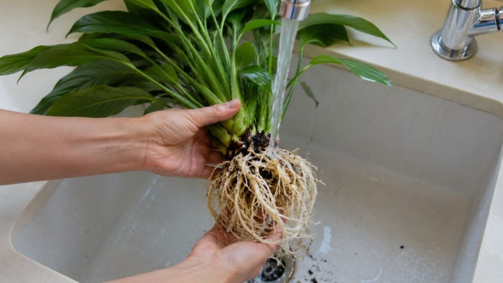 Lavar bem as raízes ajuda a remover a terra e preparar a planta para o vaso de vidro