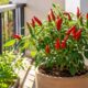 Pimenta em vaso produz bem quando recebe sol, drenagem e regas equilibradas