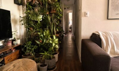 Um erro comum com plantas pode deixar a casa menor e menos organizada