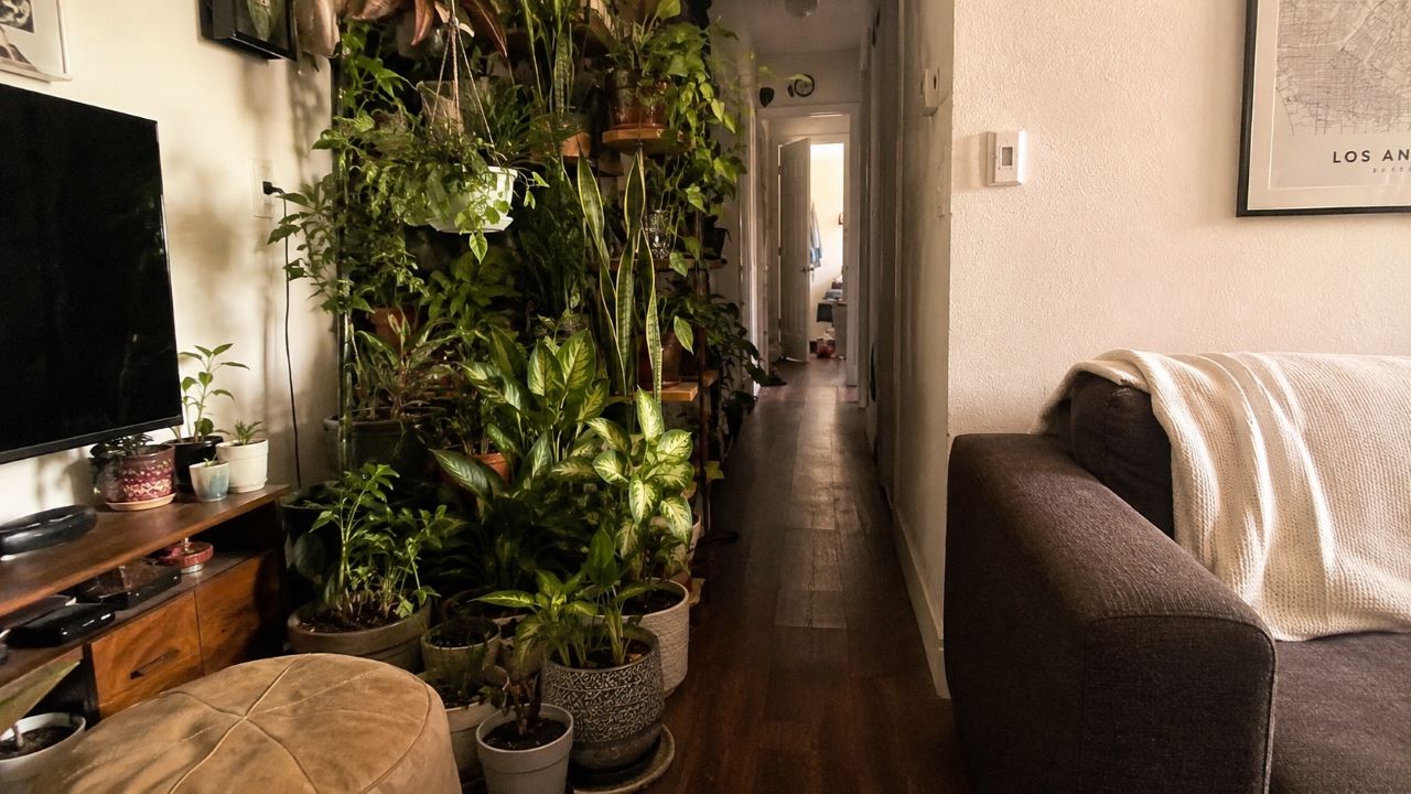 Um erro comum com plantas pode deixar a casa menor e menos organizada