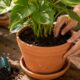 Como cuidar do solo do jeito certo para suas plantas não perderem força no vaso