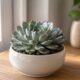 Echeveria suculenta: por que essa planta em formato de rosa virou queridinha na decoração