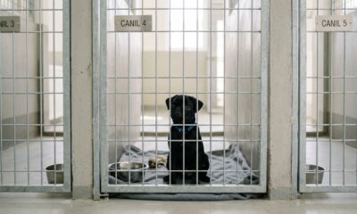 Filhote de cachorro fica sozinho e confuso em abrigo após toda a ninhada ser adotada