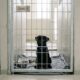 Filhote de cachorro fica sozinho e confuso em abrigo após toda a ninhada ser adotada
