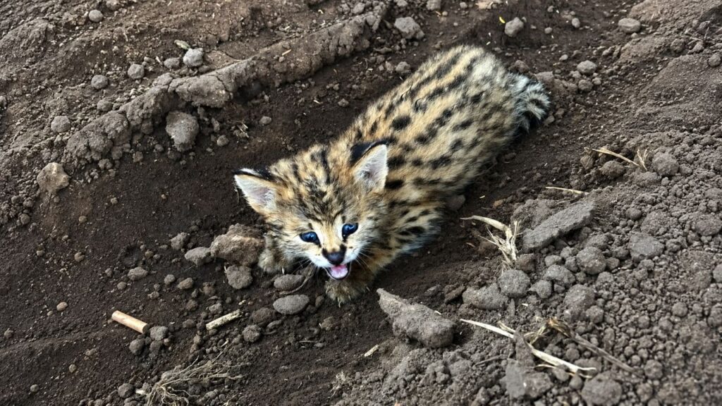 Proprietário de terras encontra gatinho sozinho na lama após tempestade e decide olhar mais de perto