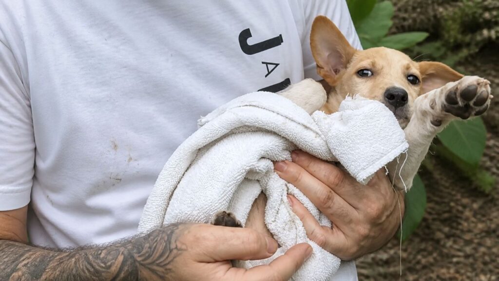 Bebê de três pernas luta para sobreviver sozinho na selva e precisa de um milagre