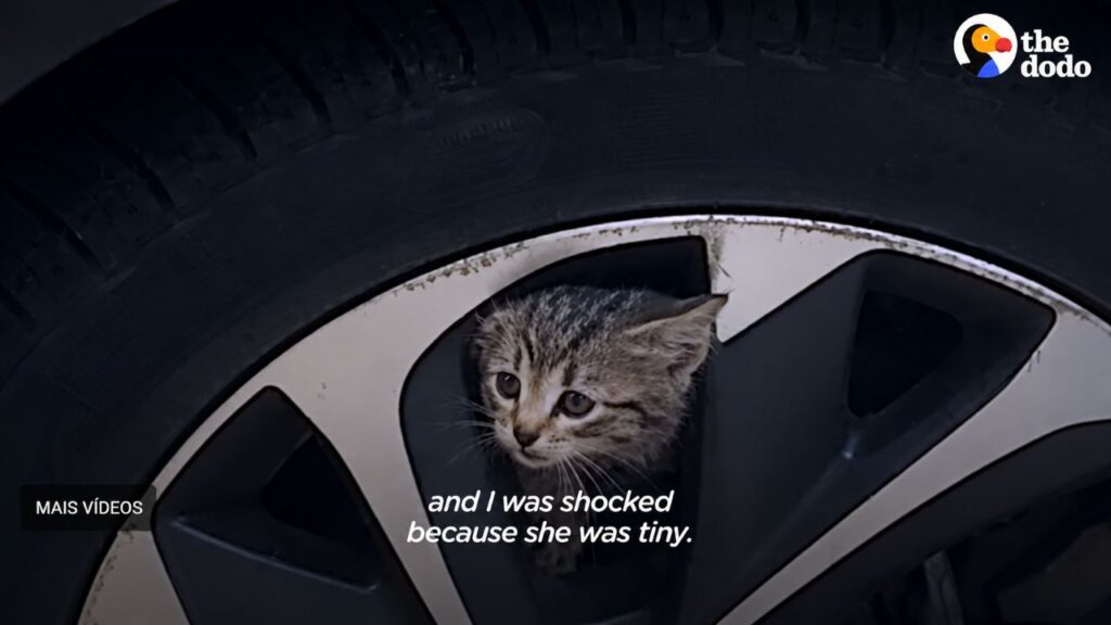 Gatinho preso dentro de um carro corre até uma mulher pedindo para ser resgatado