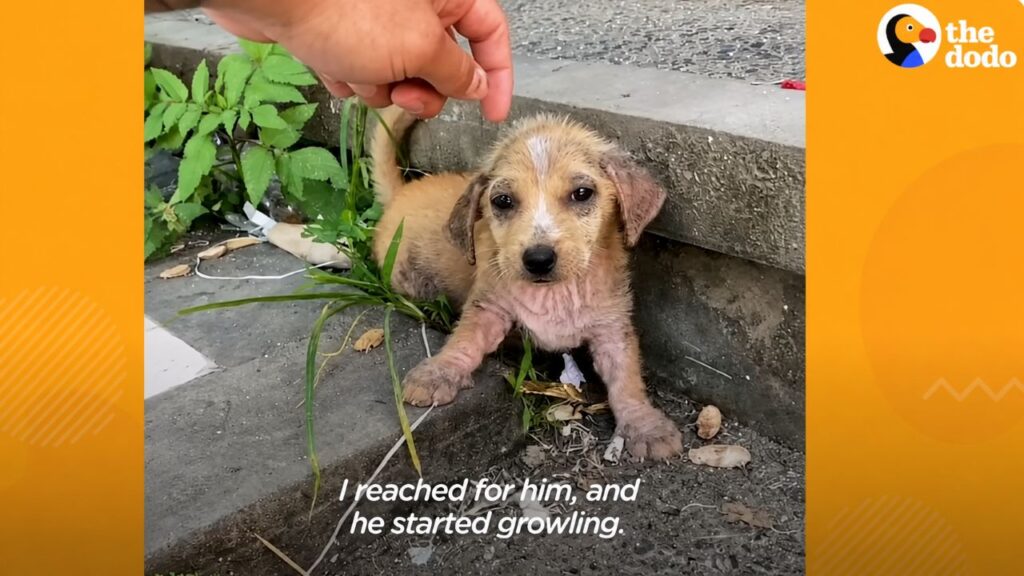 Casal conhece filhote de cachorro perdido em Bali e decide salvá-lo