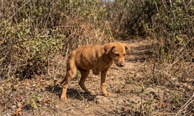 Bebê de três pernas luta para sobreviver sozinho na selva e precisa de um milagre