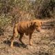 Bebê de três pernas luta para sobreviver sozinho na selva e precisa de um milagre