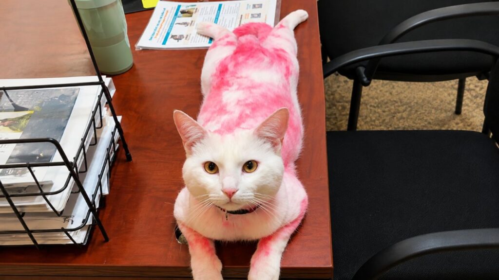 Gato rosa surpreende equipe de abrigo ao surgir na porta