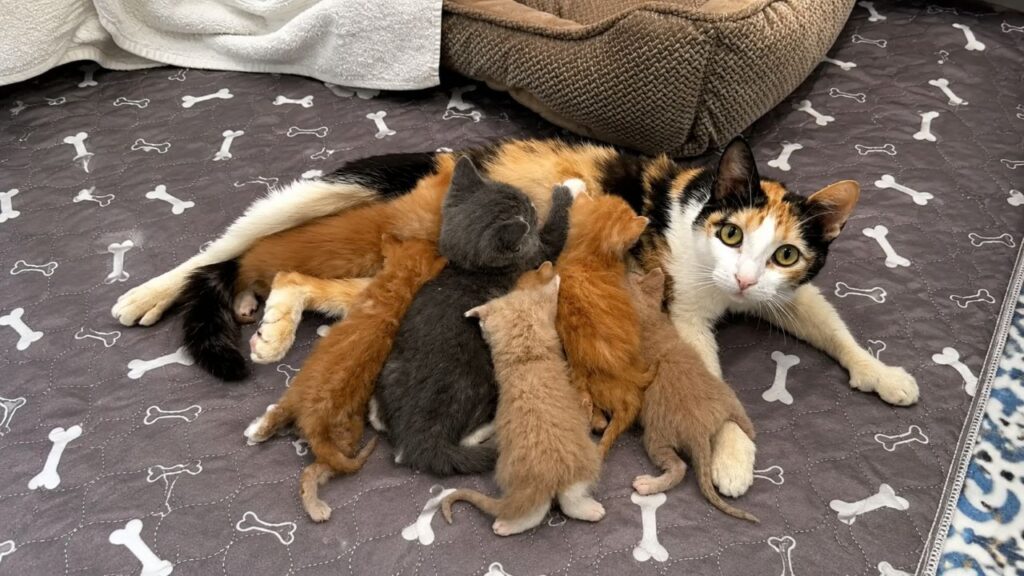 Gata chega ao abrigo com 1 filhote e acaba cuidando de 7