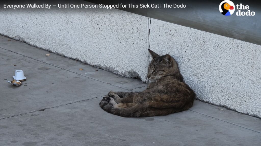Todos passaram por ali, até uma pessoa parar para ajudar este gato doente