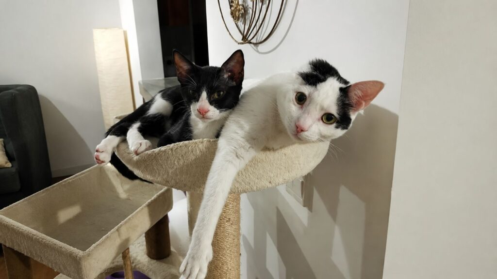 Gata resgatada e com apenas uma orelha finalmente encontra sua peça que faltava