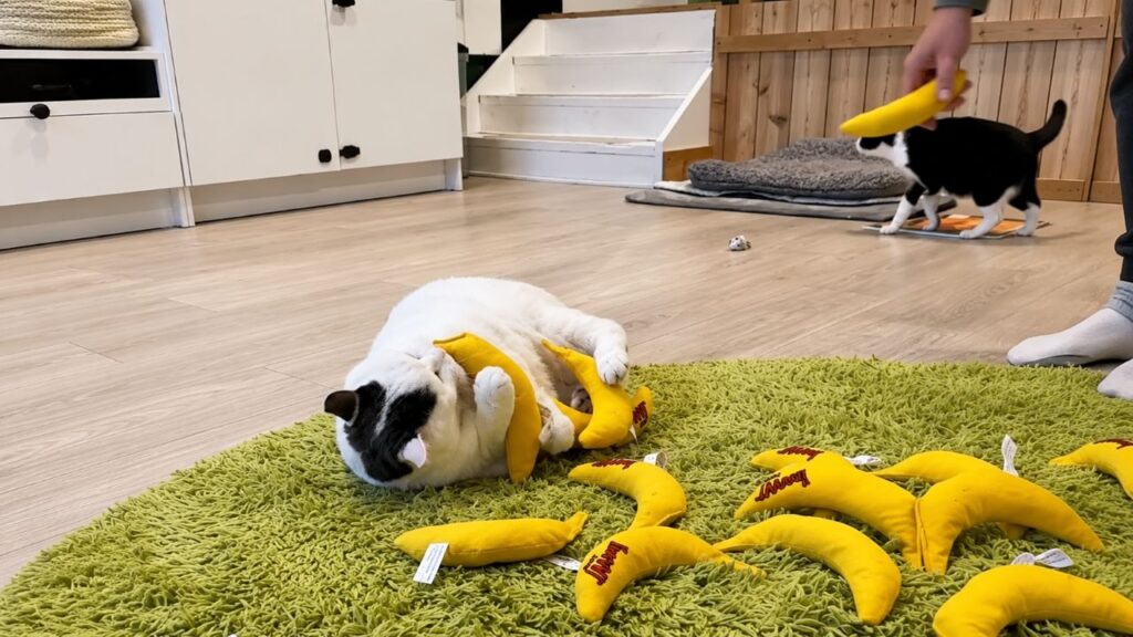 Gatinha Gordinha De Abrigo Emagrece Após Descobrir Amor Por Banana