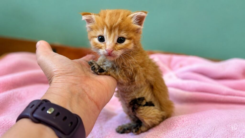 Gatinho minúsculo com queimaduras emociona com recuperação impressionante