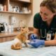 Gatinho minúsculo com queimaduras emociona com recuperação impressionante