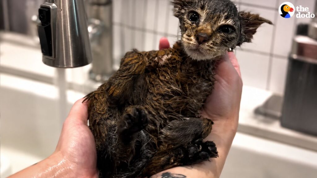 Gatinho magro coberto de tinta se transforma em um ursinho de pelúcia fofinho