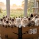 Treze gatinhos em caixas da Amazon emocionam com história de lar temporário