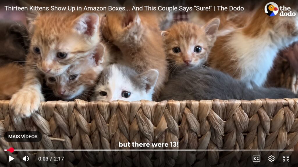 Treze gatinhos em caixas da Amazon emocionam com história de lar temporário