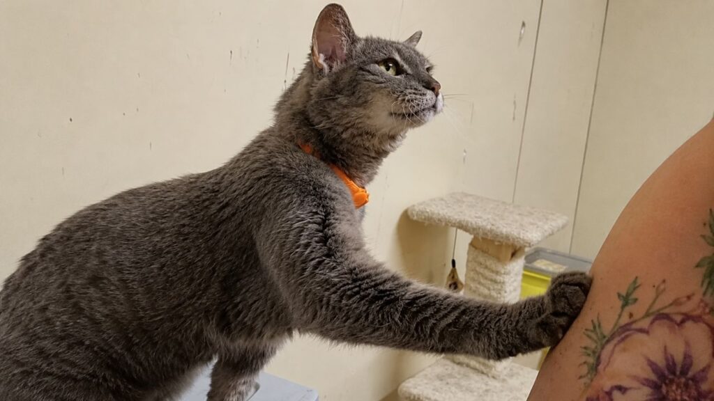 Mulher coloca coleira em gato idoso abandonado e percebe mudança imediata