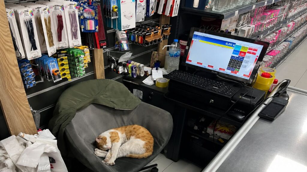 Comerciante ajuda gato de rua faminto e recebe carinho todos os dias