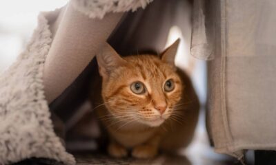Seu gato se enfia em qualquer cantinho? O motivo escondido pode ser mais sério do que parece