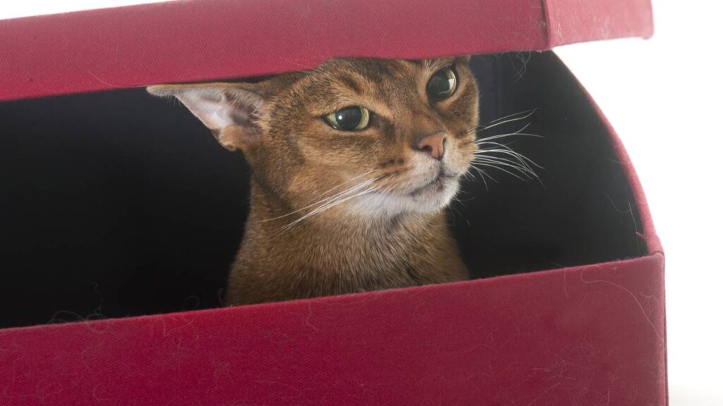 Seu gato se enfia em qualquer cantinho? O motivo escondido pode ser mais sério do que parece
