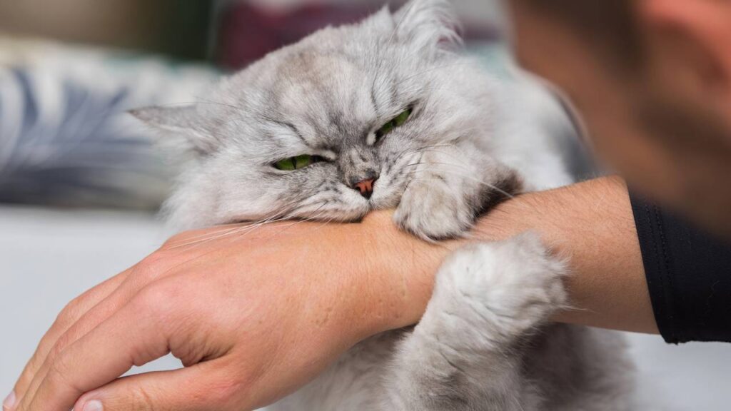 Por que os gatos mordem quando recebem carinho? Entenda o comportamento felino