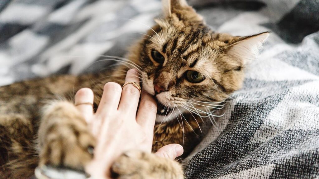 Por que os gatos mordem quando recebem carinho? Entenda o comportamento felino