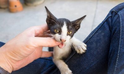 Por que os gatos mordem quando recebem carinho? Entenda o comportamento felino