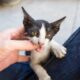 Por que os gatos mordem quando recebem carinho? Entenda o comportamento felino
