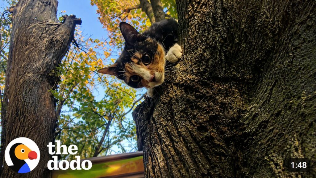 Homem escala árvore de 9 metros após polícia negar ajuda para gato