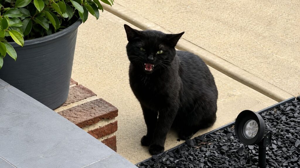 Gato preto de rua entra por porta aberta e encontra um lar definitivo