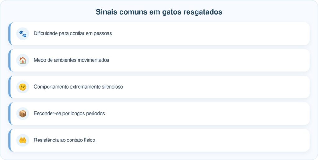 Gata resgatada e com apenas uma orelha finalmente encontra sua peça que faltava