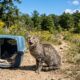 Gato abandonado em parque estadual ganha resgate emocionante