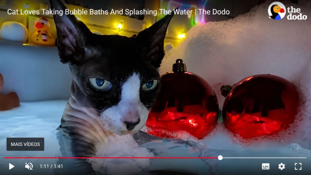 Gato sem pelos toma banhos de espuma elaborados todos os domingos à noite
