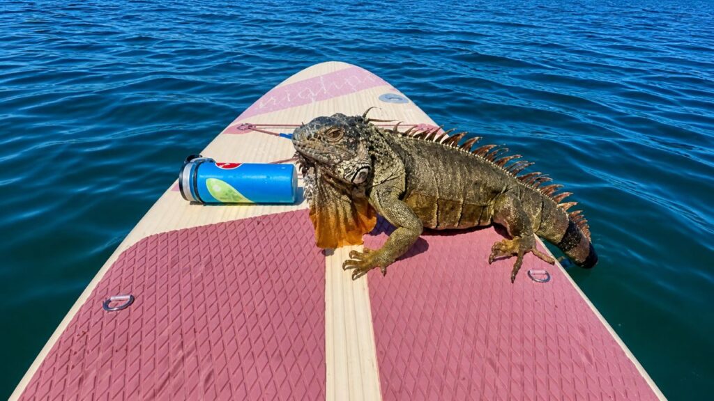 Iguana Nada Até Praticante De Stand-Up Paddle E Busca Ajuda Em Cena Inusitada