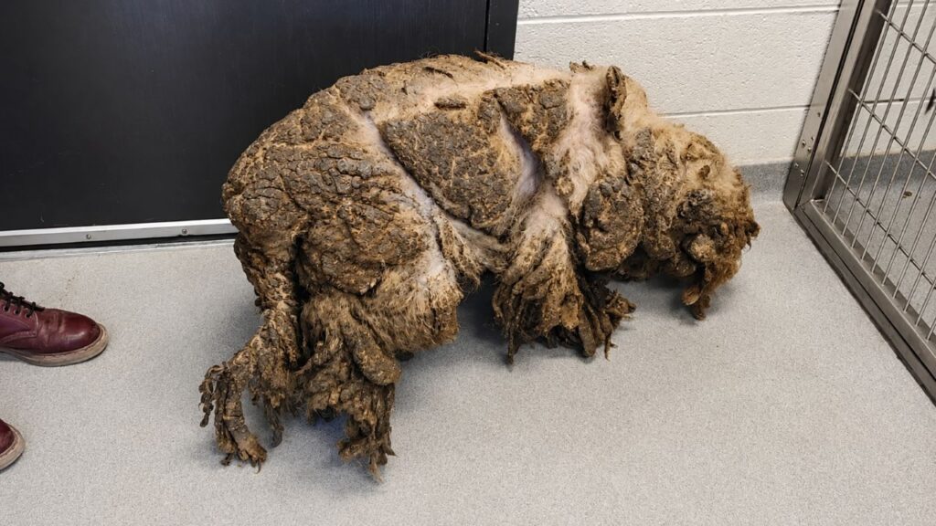 Labradoodle tinha pelos tão emaranhados que não dava para ver seu rosto