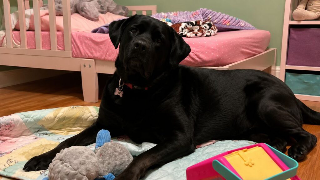 Labrador É Devolvido Ao Abrigo Por Ser “Grande Demais” E Comove Ao Continuar Buscando Abraços