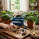 Brasileiras cultivam oliveira em casa e colhem azeitonas frescas