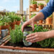 Meus vasos de plantas duraram 3 semanas sem uma única gota d'água desde que comecei a usar este recipiente de cozinha