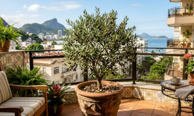 Como cultivar uma oliveira no seu jardim ou varanda (e o que fazer para obter azeitonas deliciosas)