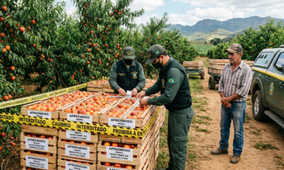 Produtor rural foi preso e multado em mais de R$ 1,8 milhão após plantar e vender uma fruta sem autorização 