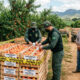 Produtor rural foi preso e multado em mais de R$ 1,8 milhão após plantar e vender uma fruta sem autorização 