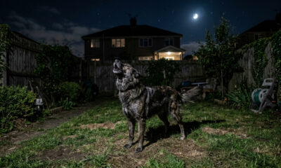 Ouvir cachorro uivando à noite pode ser um presságio de despedida