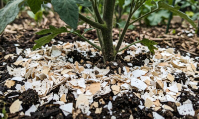 Por que espalhar casca de ovo moída na beira do jardim mantém lesmas, caracóis e outros bichos longe de vez